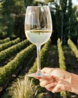 Zizzi Sauvignon Blanc 250ml Price, Calories, Nutrition & Allergen Guide